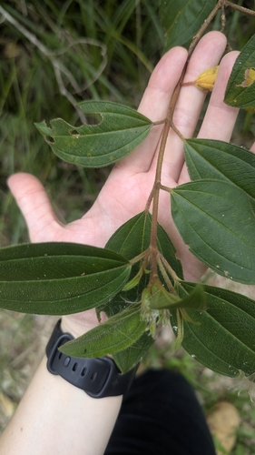 Image of Melastoma affine by (c) Alesha Teitzel, some rights reserved (CC BY)