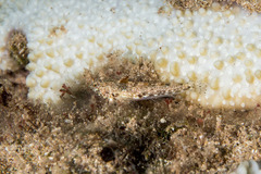 Synchiropus rosulentus