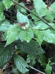 Hyalothyrus infernalis