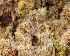 Octopus cyanea image