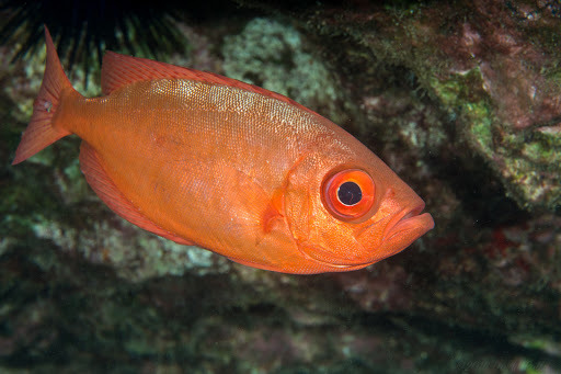 Hawaiian bigeye (Priacanthus meeki) — Priacanthidae