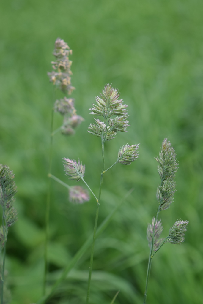 orchard grass (Santa Rosa County Grasses) · iNaturalist