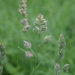Orchard Grass - Photo (c) Natalya, some rights reserved (CC BY), uploaded by Natalya