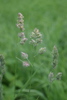 Orchard Grass - Photo (c) Natalya, some rights reserved (CC BY), uploaded by Natalya