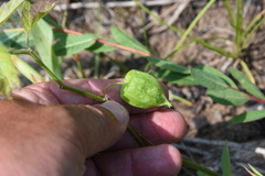 Physalis virginiana