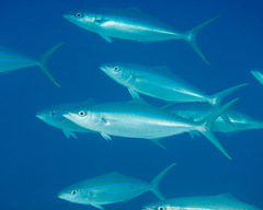 Elagatis bipinnulata