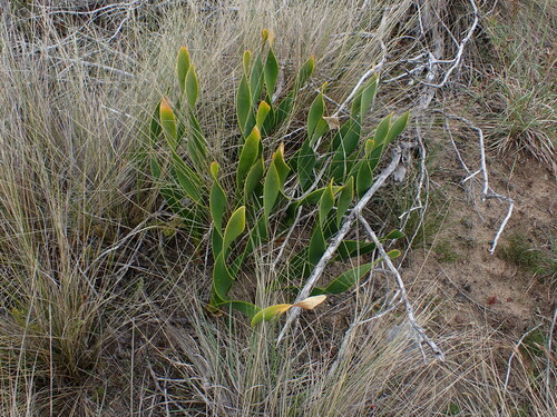 Cyrtanthus carneus