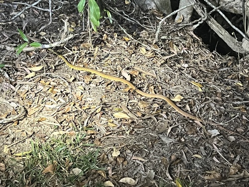 Brown Tree Snake sighting