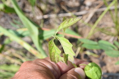 Physalis virginiana