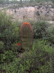 Ferocactus pilosus