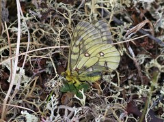 Parnassius eversmanni