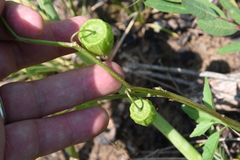 Physalis virginiana