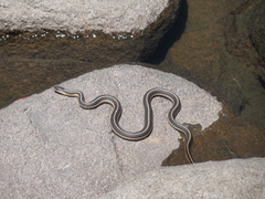 Thamnophis elegans elegans