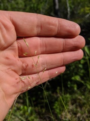Piptatheropsis canadensis
