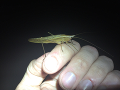 Neoconocephalus nebrascensis