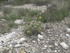 Echinocereus zapalinamensis