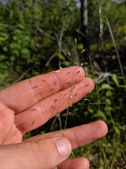 Piptatheropsis canadensis