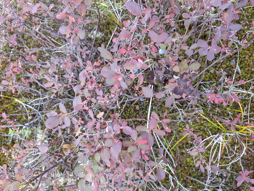 bog bilberry