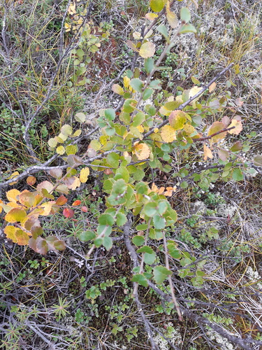 Dwarf Birch