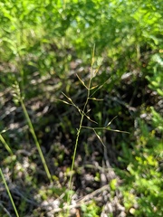 Piptatheropsis canadensis