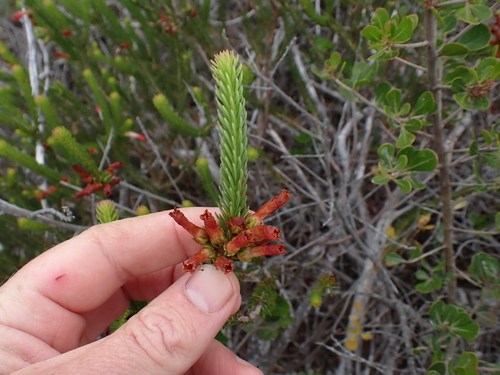 Image of Limestone Heath (Erica regia) by (c) Eugene Hahndiek, some rights reserved (CC BY-SA)