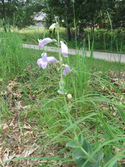 Penstemon grandiflorus