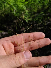 Piptatheropsis canadensis