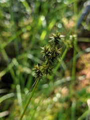 Carex wiegandii