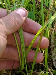 Carex wiegandii