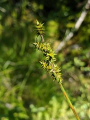 Carex wiegandii