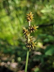 Carex wiegandii