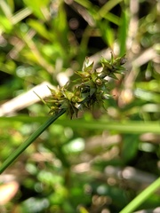Carex wiegandii