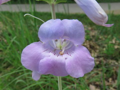 Penstemon grandiflorus