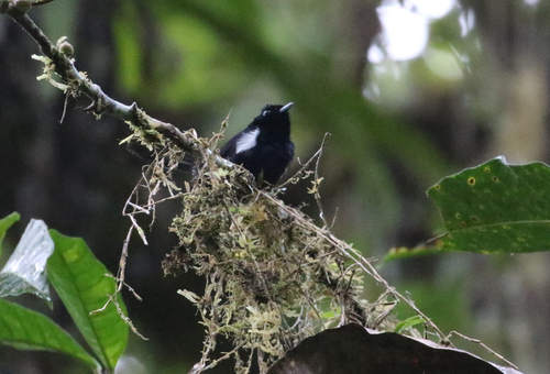 Symposiachrus axillaris observed 2017-10-04