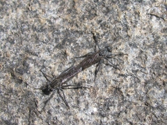 Lasiopogon