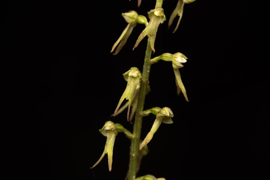 Neottia suzukii