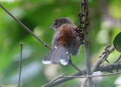 Rufous-Backed Fantail photo 3