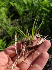 Carex tonsa tonsa