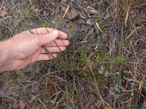 Image of Schoenus compar by (c) Eugene Hahndiek, some rights reserved (CC BY-SA)