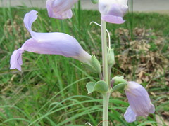 Penstemon grandiflorus