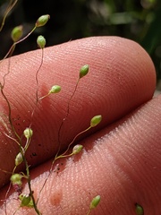 Dichanthelium boreale