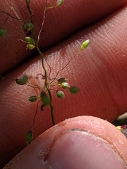 Dichanthelium boreale