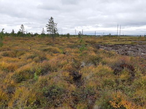 Scots pine