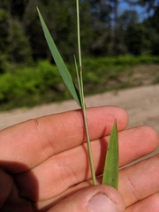 Dichanthelium boreale