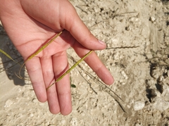 Pseudoroegneria stipifolia