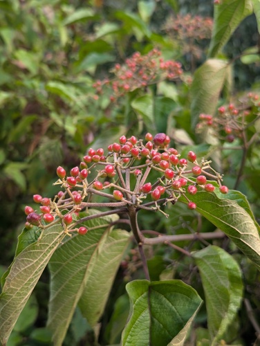 Viburnum mullaha, photograph 5