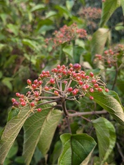 Viburnum mullaha, photograph (c) Sagnik Dutta Roy, some rights reserved (CC BY)