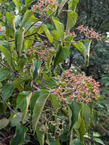 Viburnum mullaha, photograph 6