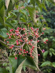 Viburnum mullaha, photograph (c) Sagnik Dutta Roy, some rights reserved (CC BY)