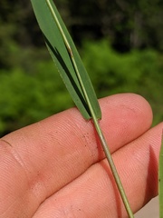 Dichanthelium boreale